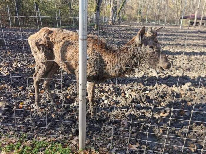 Grădina zoologică din Timișoara a fost închisă! Starea deplorabilă a unui căprior i-a revoltat pe iubitorii de animale/ FOTO