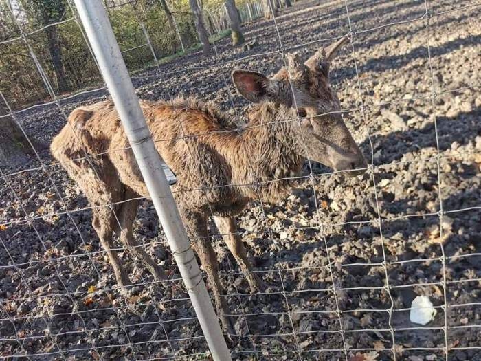 Grădina zoologică din Timișoara a fost închisă! Starea deplorabilă a unui căprior i-a revoltat pe iubitorii de animale/ FOTO