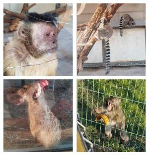 Grădina zoologică din Timișoara a fost închisă! Starea deplorabilă a unui căprior i-a revoltat pe iubitorii de animale/ FOTO