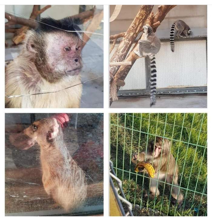 Grădina zoologică din Timișoara a fost închisă! Starea deplorabilă a unui căprior i-a revoltat pe iubitorii de animale/ FOTO