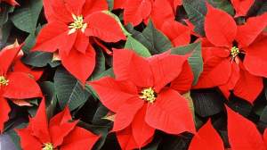 Sfaturi de îngrijire pentru Crăciunița, floarea care nu lipsește din casele romanilor de Sărbători
