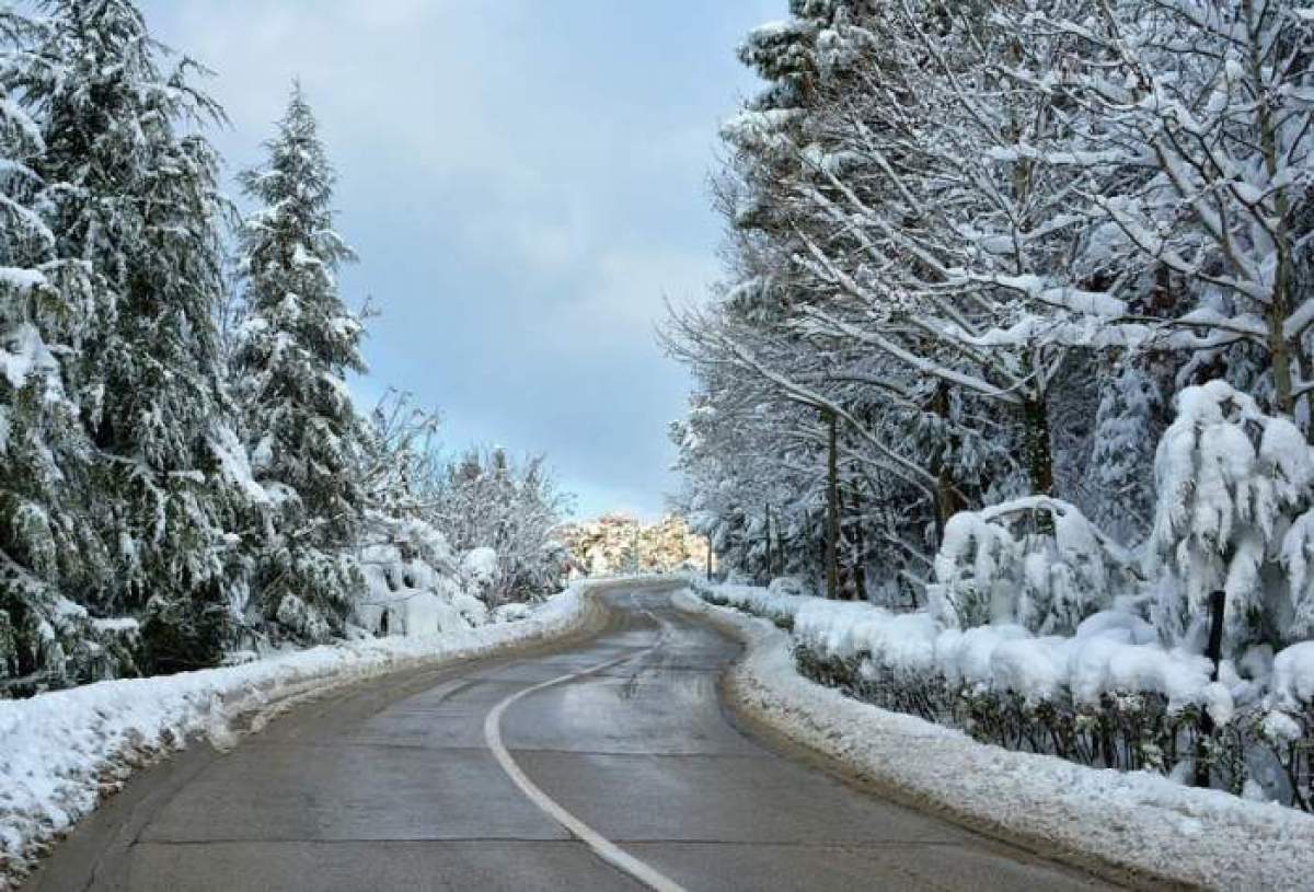 Un drum de munte, printre brazi, cu polei