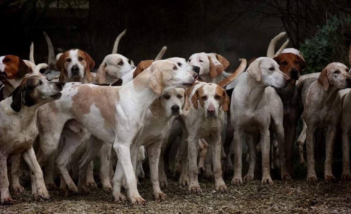 Scene înfiorătoare în Hunedoara! Un bărbat a fost sfâşiat de o haită de câini până i-au smuls o bucată din ureche