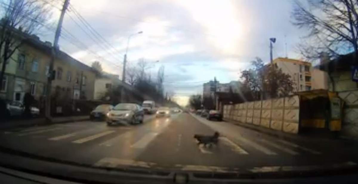 VIDEO / Un patruped oferă cea mai bună lecţie de circulaţie. Cum a fost surprins câinele