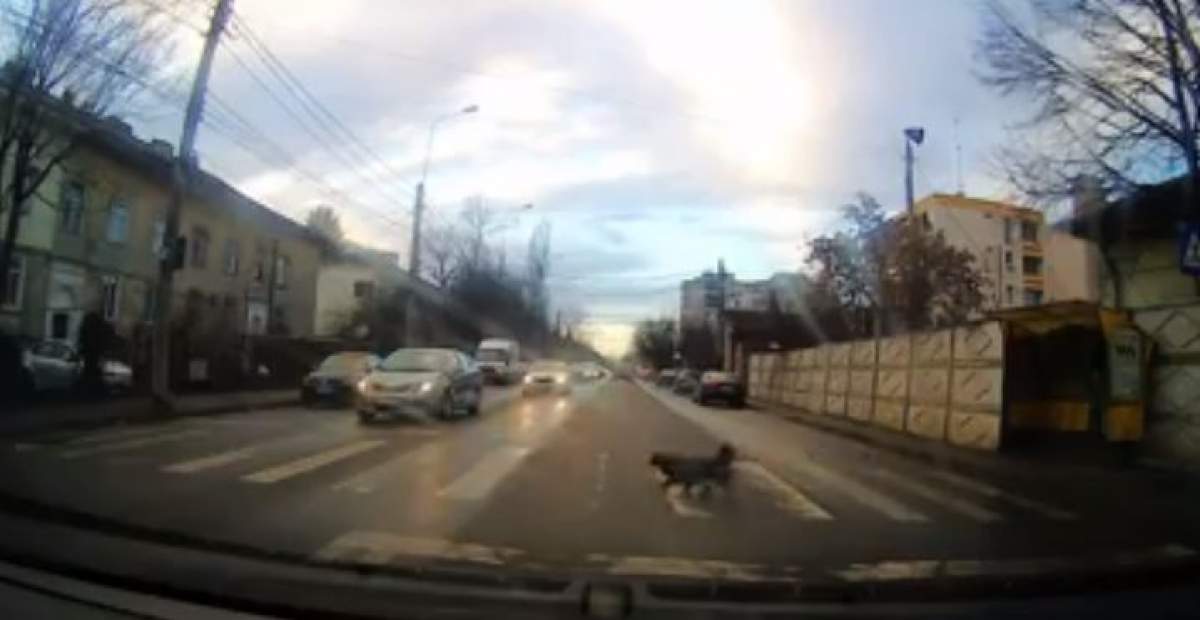 VIDEO / Un patruped oferă cea mai bună lecţie de circulaţie. Cum a fost surprins câinele