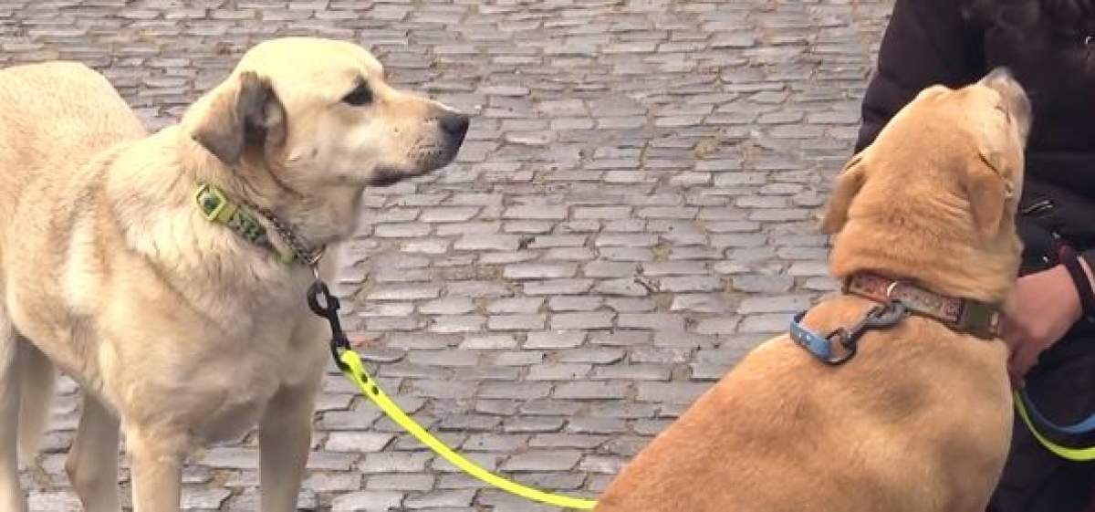 Câinii Cristinei Ţopescu îşi caută stăpân! Patrupedele fac terapie la Sibiu pentru a trece peste şocul pierderii stăpânei lor