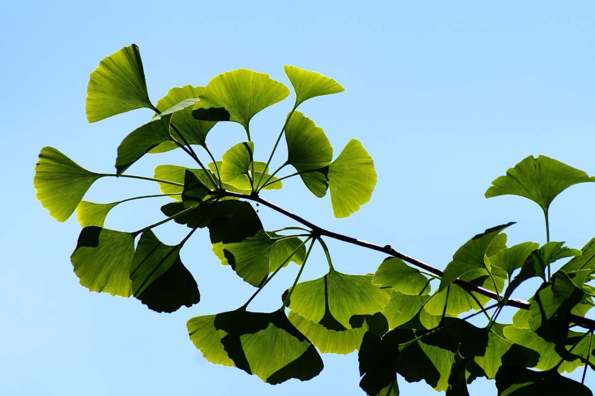 10 proprietăți terapeutice ale copacului ornamental Ginkgo Biloba