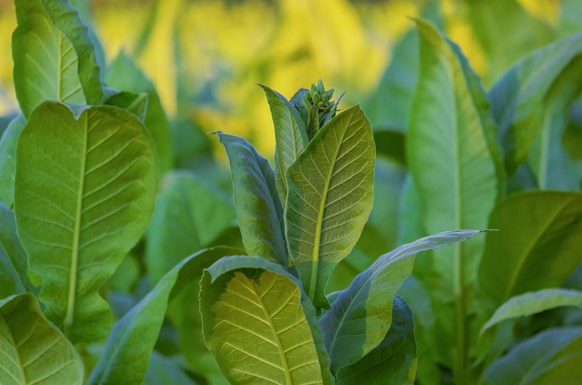 Coronavirusul ar putea fi combătut cu un vaccin din plante de tutun