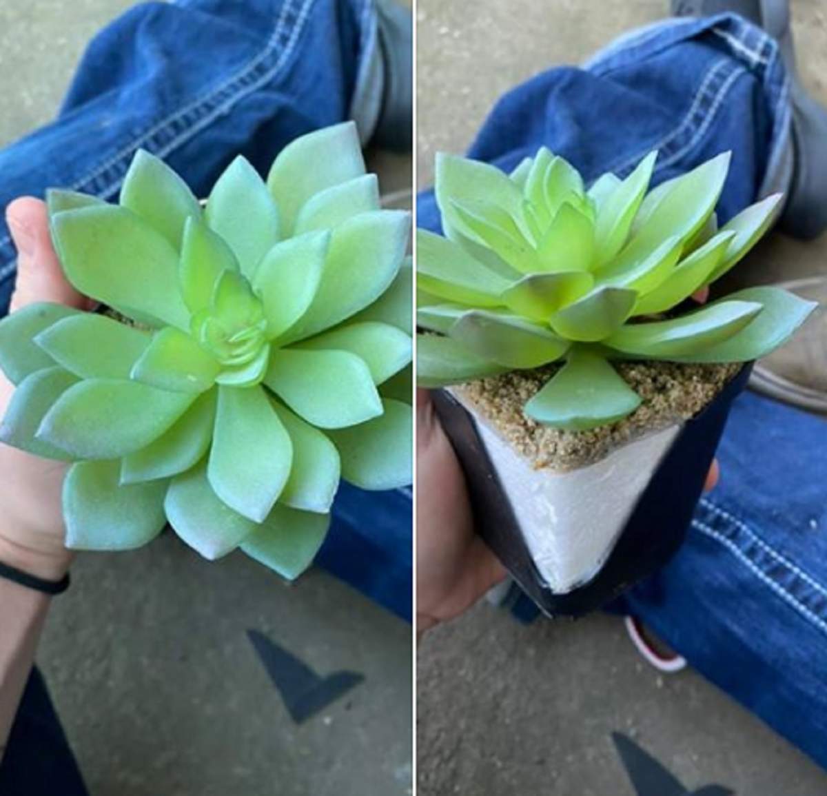 O femeie a udat „planta perfectă” timp de doi ani, apoi şi-a dat seama că e din plastic