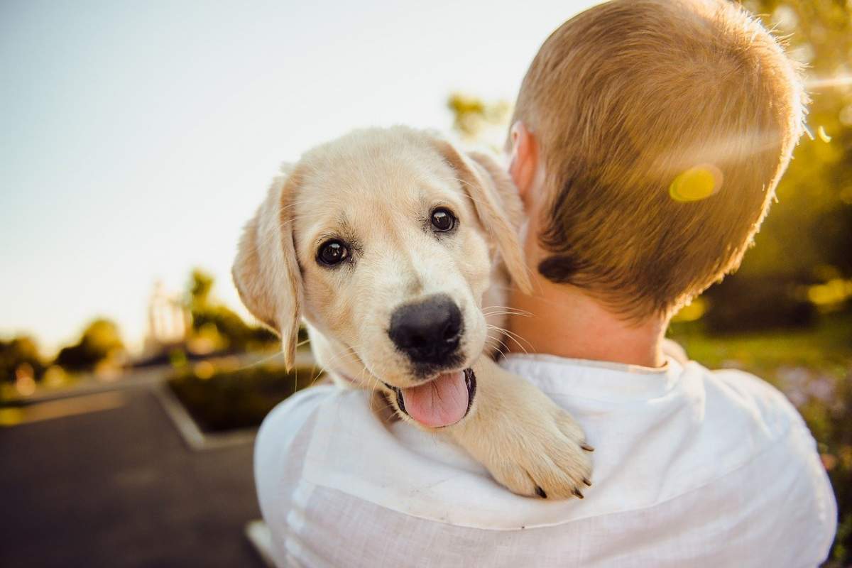 China. Câinele, scos de pe lista de animalelor ce pot fi crescute pentru consum uman