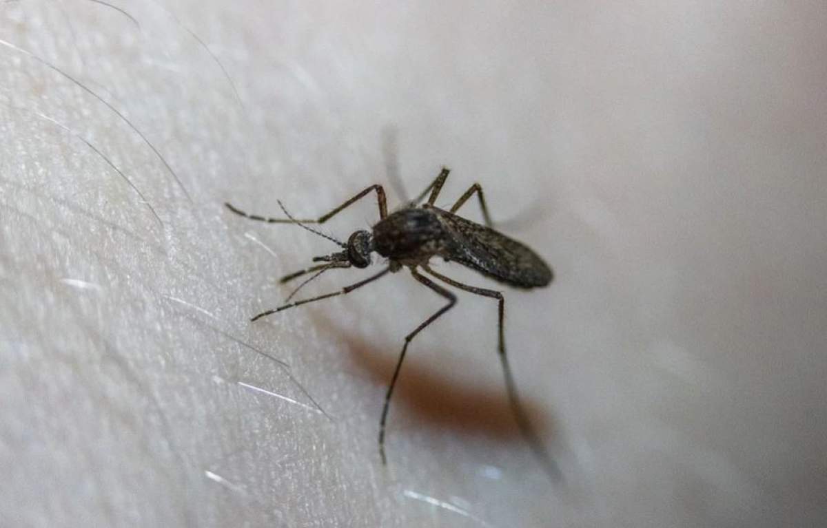 Noul coronavirus, transmis prin intermediul țânțarilor? Explicația oferită de specialiștii OMS