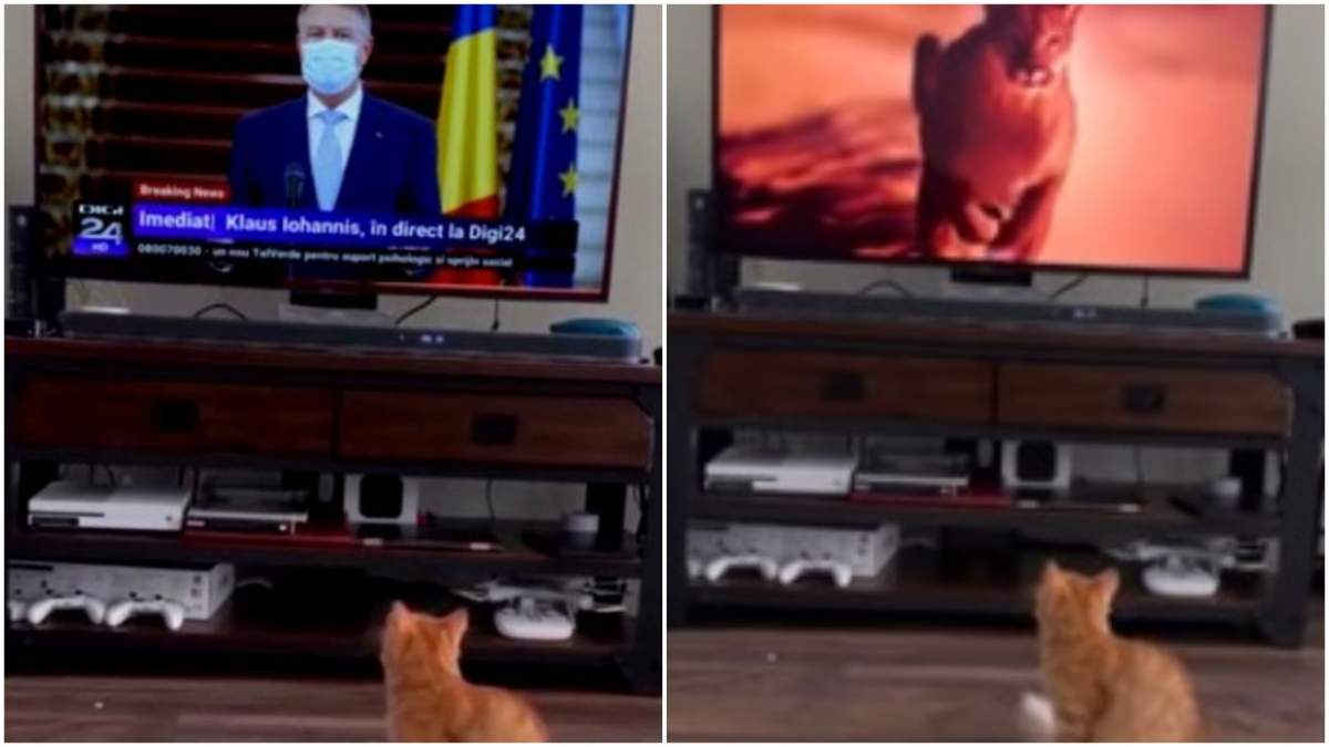 Clipul viral în care o pisică se sperie de Iohannis, un fake. Autorul filmulețului: „Mi-a luat 25 de minute să îl fac”