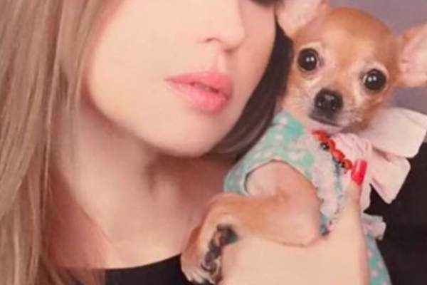 Avantajele Și Dezavantajele De A Deține Un Chihuahua Cu Păr Lung - 