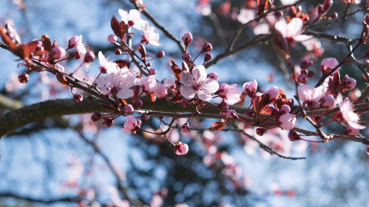 Temperaturile cresc simțitor. Meteorologii aduc vești bune pentru primul weekend din aprilie