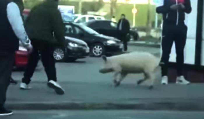 Femeie din Satu Mare, amendată pentru că a ieșit din curte să prindă un porc, fără declarație