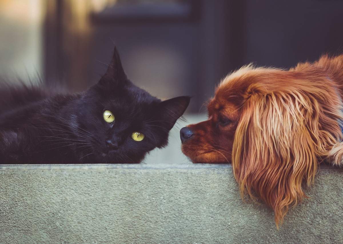 Putem lua COVID-19 de la animalele de companie? Medicii veterinari ne dau răspunsul