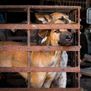 EXCLUSIV / Animale nevinovate, victime colaterale în criza declanșată de COVID-19 / Detalii scandaloase
