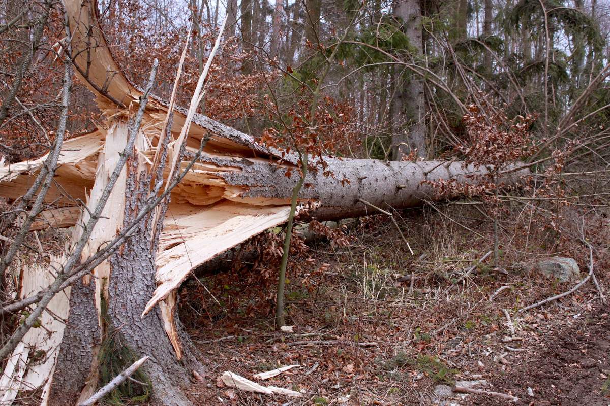 Femeie rănită în Capitală, după ce un copac a căzut peste ea, din cauza vântului! Arborele a avariat și o mașină parcată pe trotuar