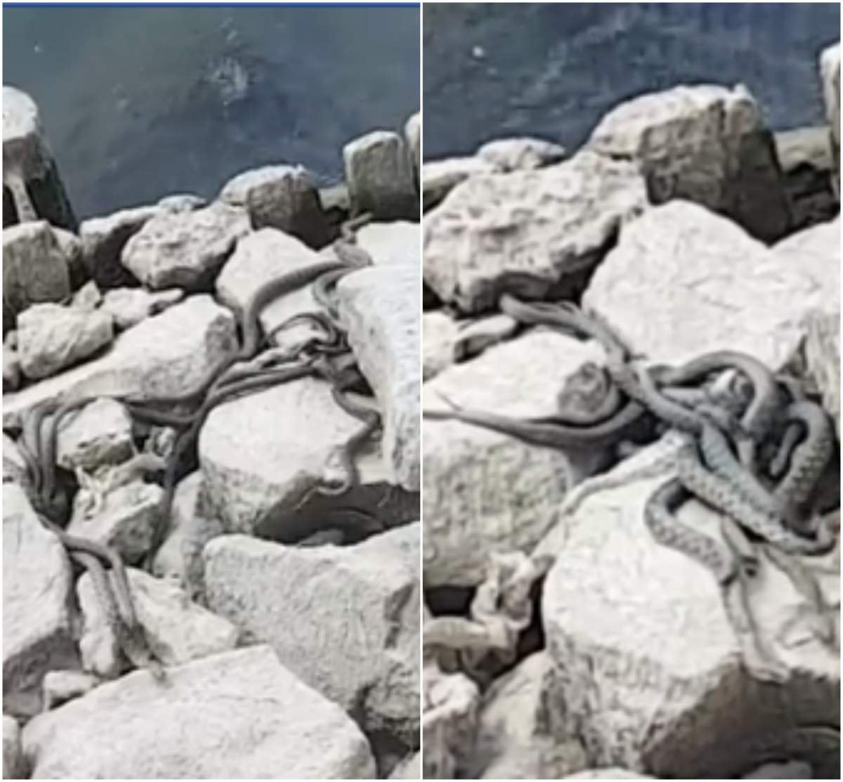 Cuib de șerpi pe malul Begăi. Imagini înspăimântătoare surprinse de un timișorean: ”Uită-te de unde ies, ferească Dumnezeu” / VIDEO