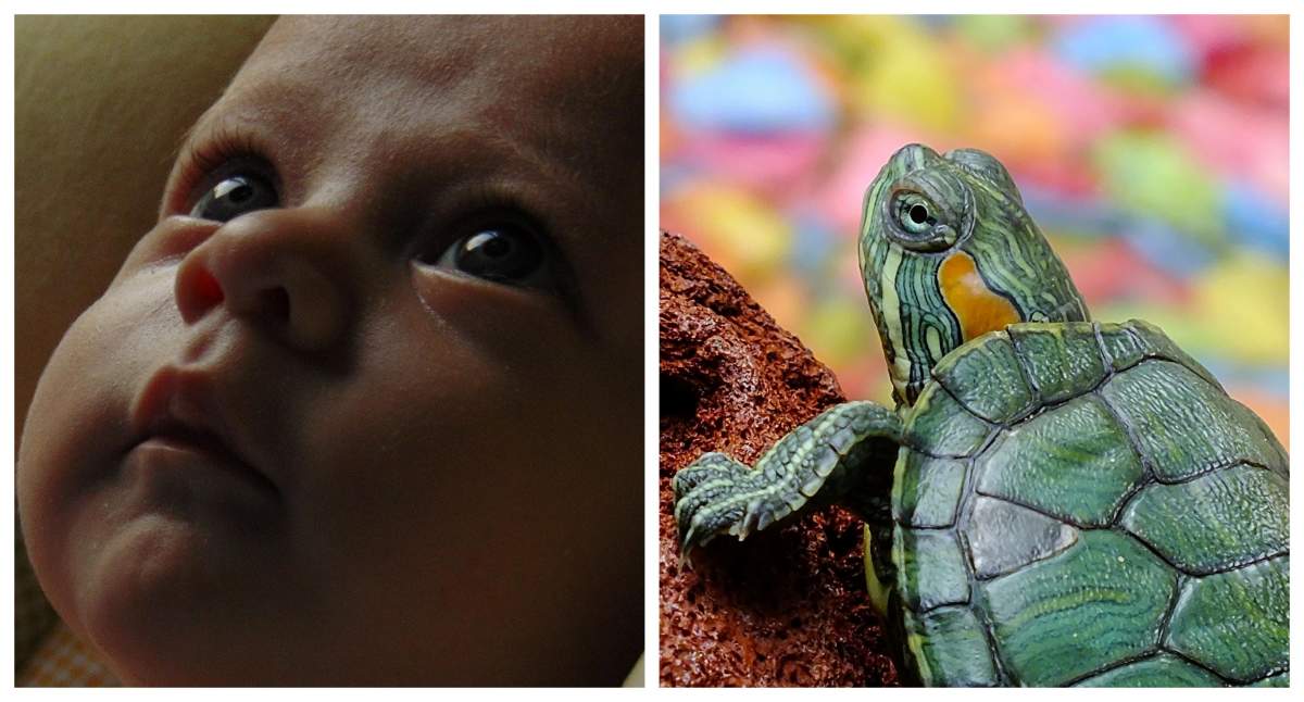 Caz tulburător în Republica Dominicană! Un bebeluș a murit, după ce i s-a dat sânge de broască țestoasă pentru a-l proteja de coronavirus