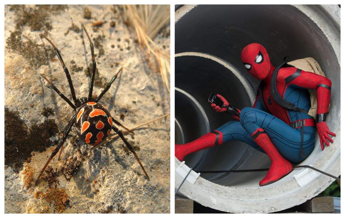 Trei frați din Bolivia s-au lăsat mușcați de un păianjen „Văduva neagră”! Copiii sperau să devină super-eroi la fel ca Spider-Man