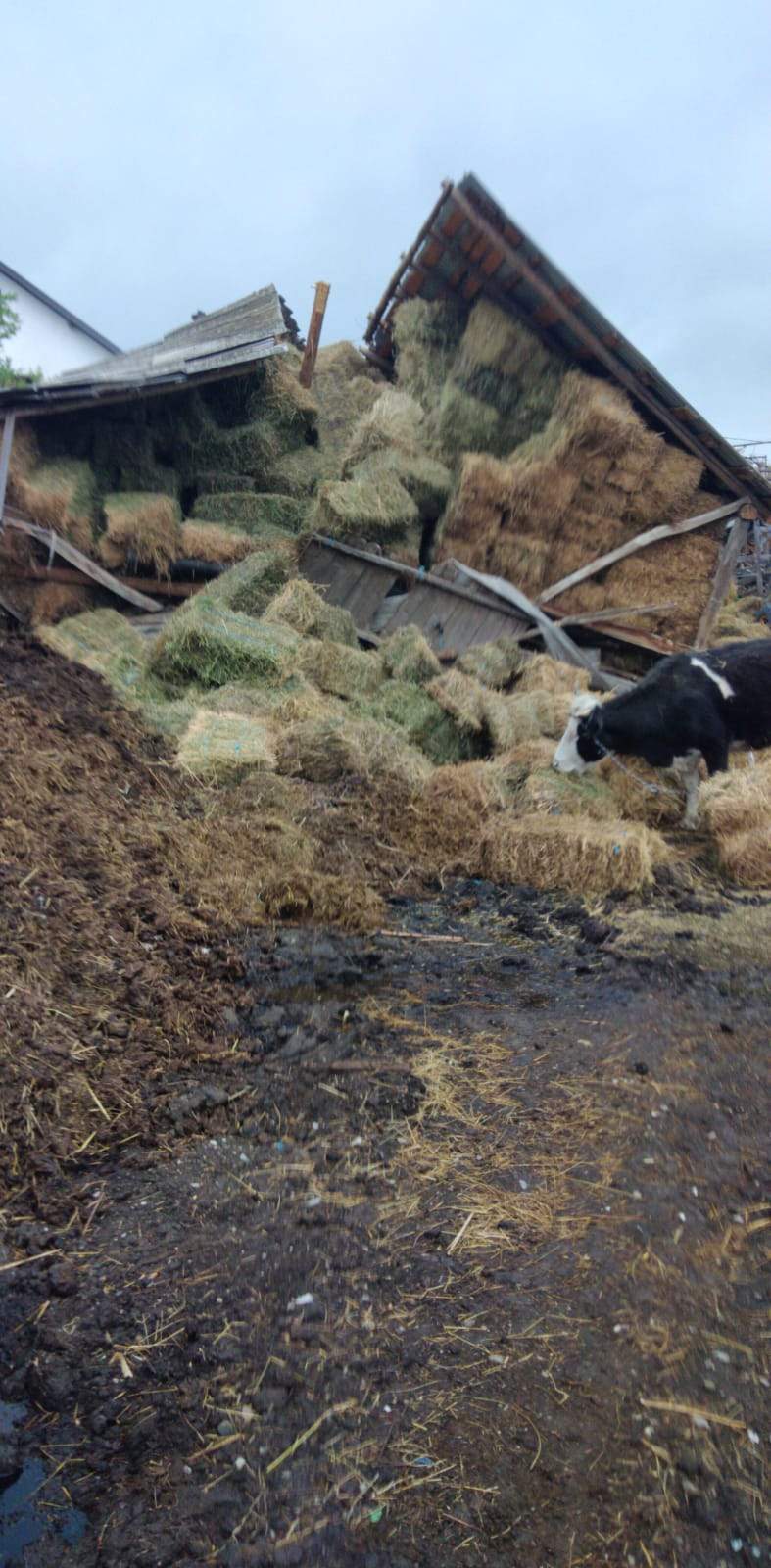 O persoană și 20 de vite, prinse sub dărâmăturile unui adăpost de animale. Salvatorii au intervenit de urgență / FOTOl