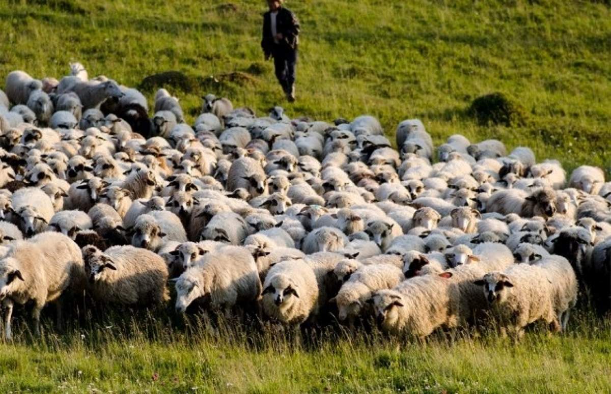 A fost prins al cincilea suspect în cazul crimei șocante din Dâmbovița! Bărbatul s-a ascuns timp de patru zile în pădure