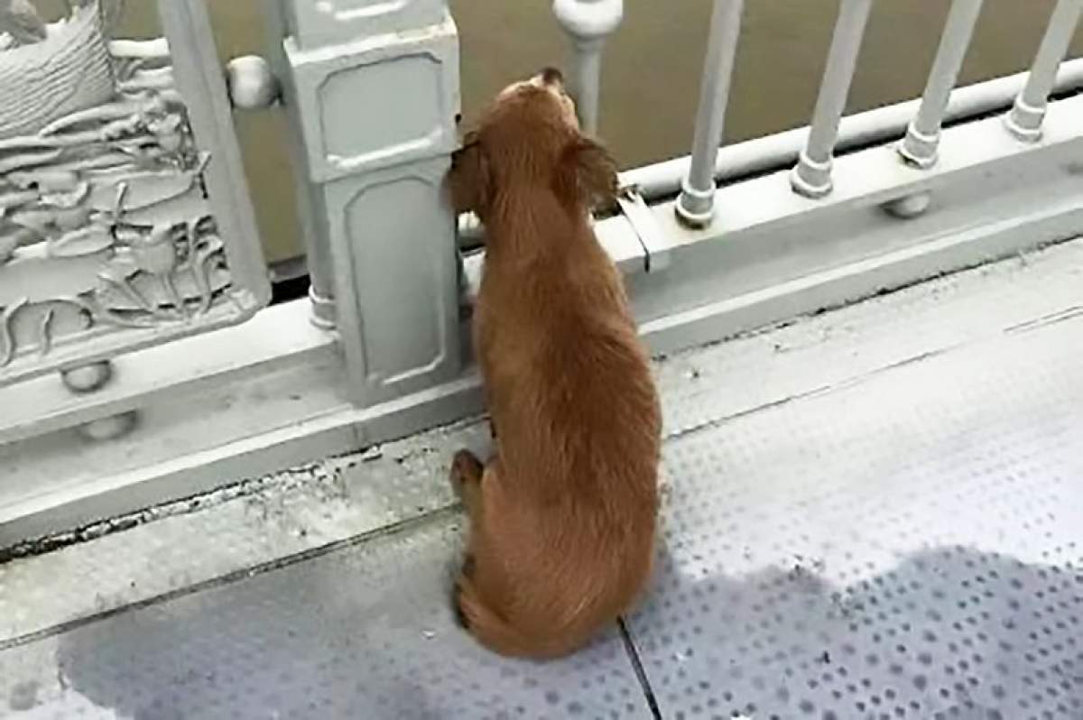 FOTO / Povestea emoționantă a unui câine din China care și-a așteptat zile în șir stăpânul! Proprietarul animalului s-a sinucis, aruncându-se pe de un pod