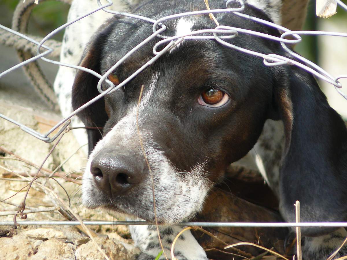 Cruzimea față de animale nu are margini! Un tânăr și-a asmuțit câinele de luptă să omoare un alt patruped legat cu lanțuri! Individul s-a ales cu dosar penal