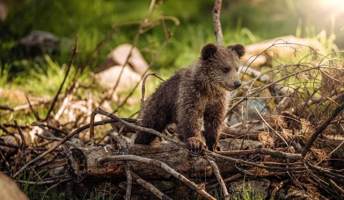 Pui de urs abandonat de mamă, împușcat în Predeal! Animalul nu a fost niciodată agresiv și se atașase mult de oameni