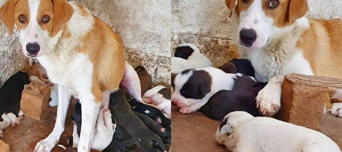 O cățelușă din Constanța alăptează 18 pui! Animalul s-a transformat în „mamă eroină” pentru 9 pui găsiți pe drum! / FOTO