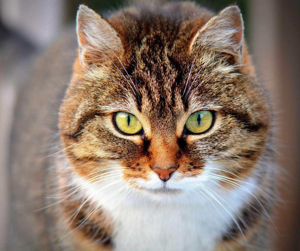 O pisică a fost testată din greșeală pentru coronavirus! Proprietarul a suferit un șoc atunci când a văzut bonul de plată