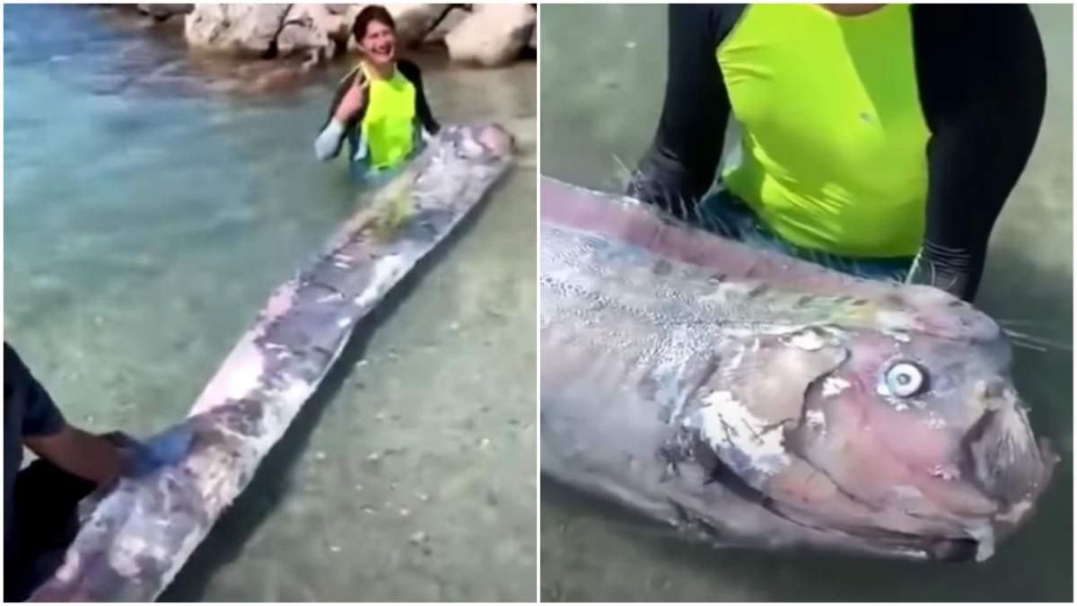 Oamenii se tem de ce-i mai rău, după ce un pește uriaș a fost găsit pe țărm