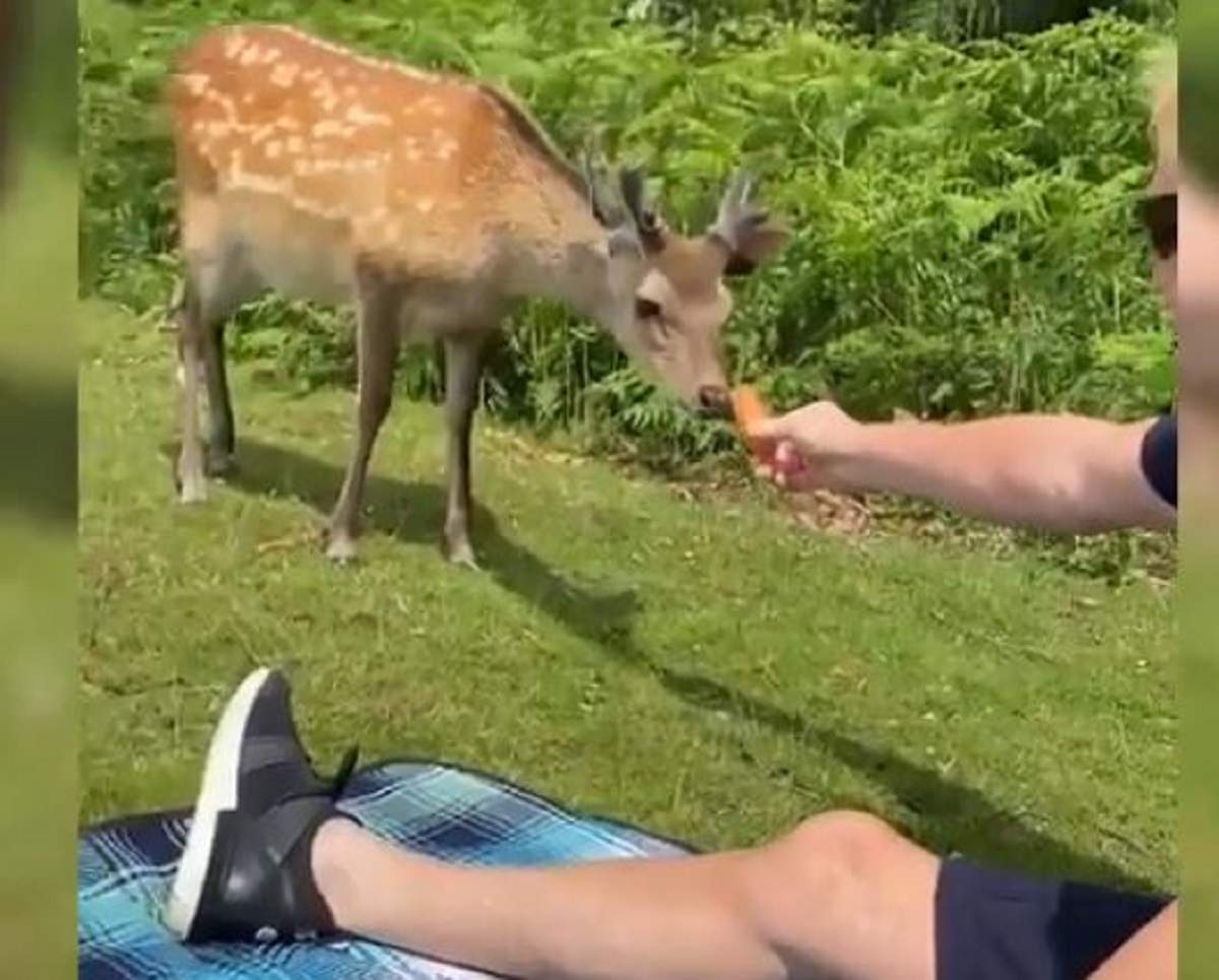 Un cerb a fost împușcat, după ce o mamă cu 2 copii l-au hrănit cu morcovi! Motivul pentru care animalul a fost vânat și ucis / FOTO