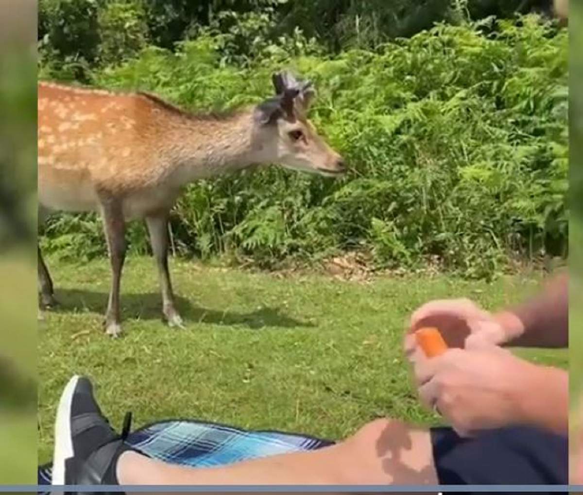 Un cerb a fost împușcat, după ce o mamă cu 2 copii l-au hrănit cu morcovi! Motivul pentru care animalul a fost vânat și ucis / FOTO