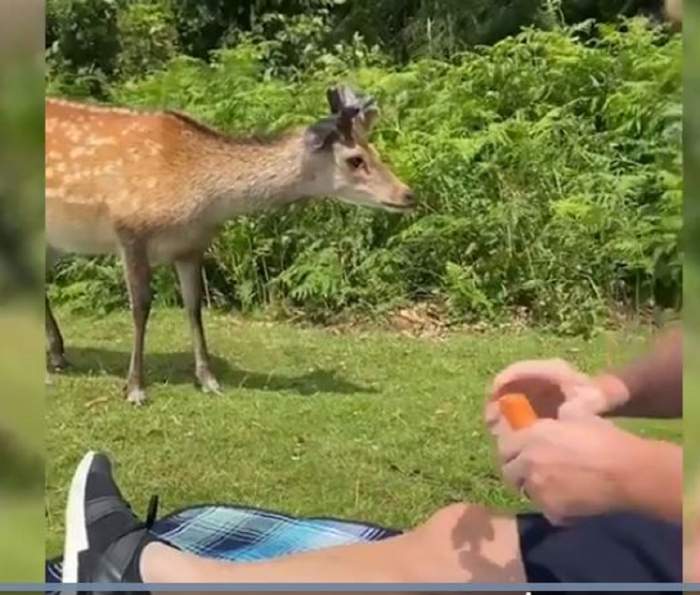 Un cerb a fost împușcat, după ce o mamă cu 2 copii l-au hrănit cu morcovi! Motivul pentru care animalul a fost vânat și ucis / FOTO