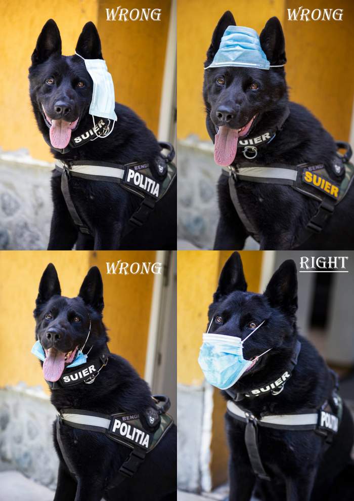 Fotografie virală a MAI. Un câine polițist ne învață cum să purtăm masca de protecție/ FOTO