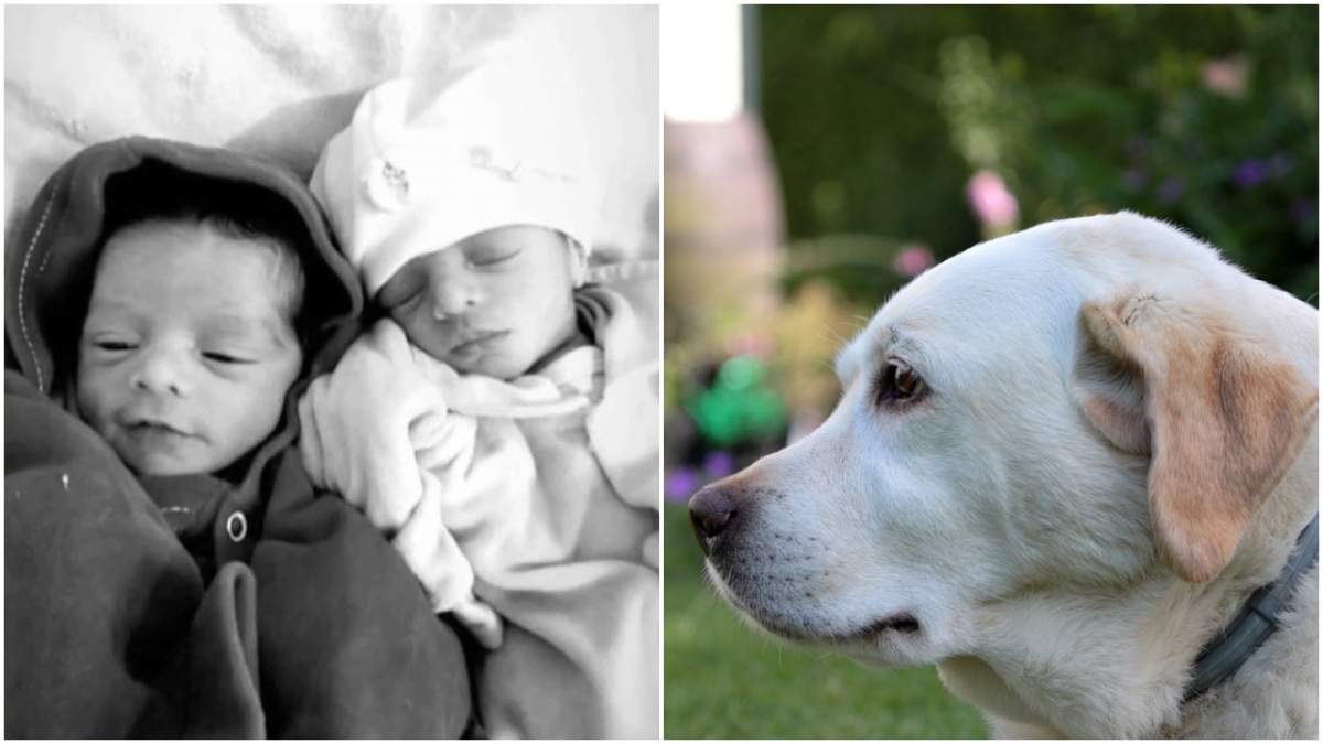 Gemene nou-născute, ucise de labradorul gelos al familiei