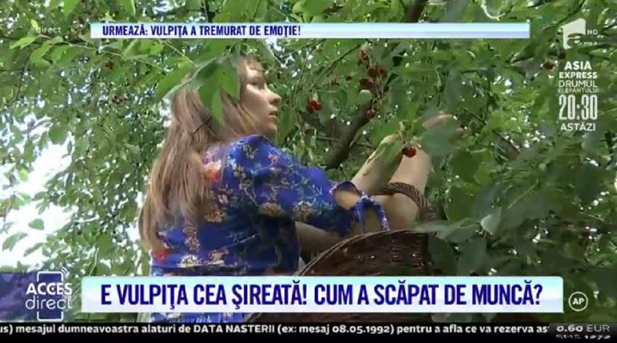 Veronica, echilibristică mai ceva ca o gimnastă, în vișin! Vulpița cea șireată a încercat însă să fenteze munca! / VIDEO