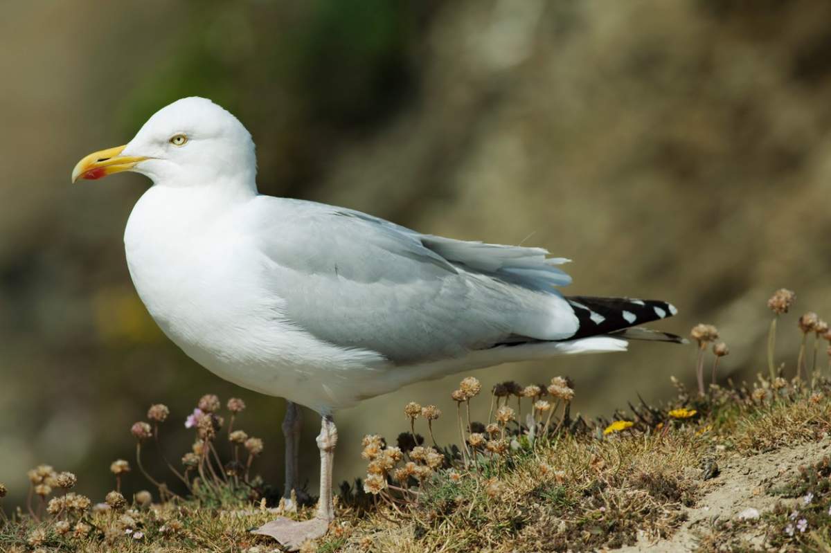 Bărbat rănit grav de un pescăruș care a vrut să-i fure sendvișul