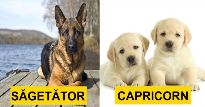 Ce câine ți se potrivește în funcție de zodie