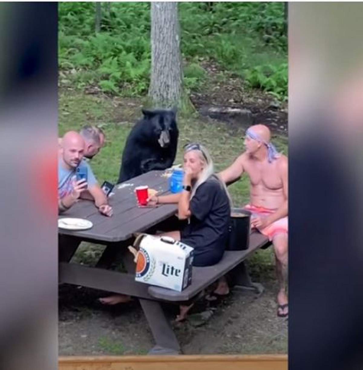 Imagini inedite cu familia care stă la masă cu un urs! Turiștii aflați la picnic au chemat animalul să mănânce cu ei / VIDEO