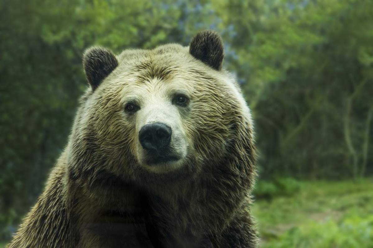 O ursoaică a furat actele și banii unui turist la lacul Sfânta Ana! Autoritățile, pe urmele ”hoțului”