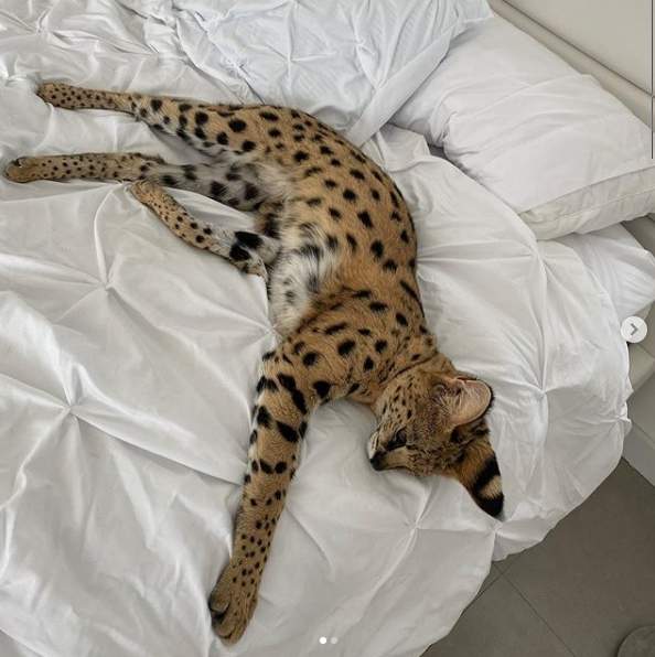 Cea mai bogată pisică de pe Instagram! Cât cheltuie stăpâna pentru a o răsfăţa / GALERIE FOTO