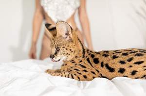 Cea mai bogată pisică de pe Instagram! Cât cheltuie stăpâna pentru a o răsfăţa / GALERIE FOTO