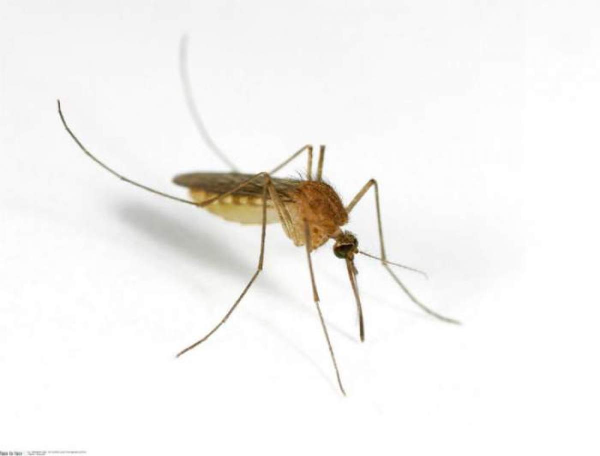 Experiment şocant! Milioane de ţânţari modificaţi genetic vor fi eliberaţi în SUA. Care este motivul