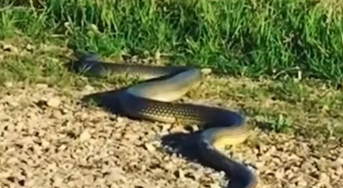 Panică într-un parc din Brăila! Un șarpe uriaș a fost filmat în preajma oamenilor: „Nu vă apropiați!” / VIDEO