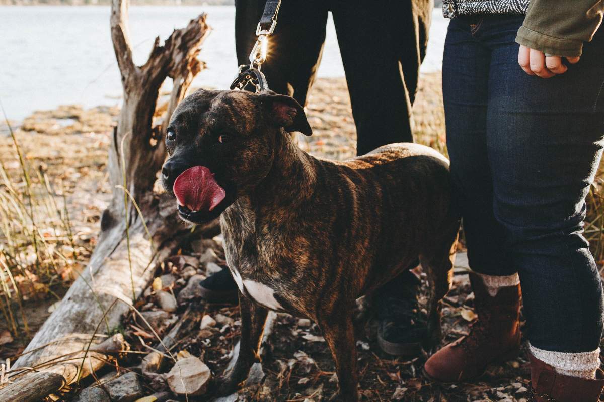 Poliția animalelor în alte țări. Cum funcționează și ce atribuții are