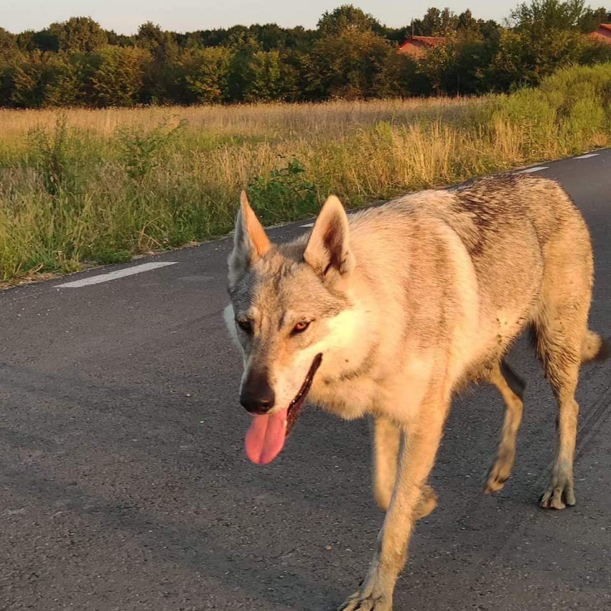 Povestea impresionantă a unei cățelușe din Pitești! Cum a străbătut 250 de kilometri în căutarea stăpânului / FOTO