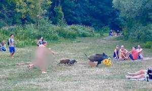 Imaginile zilei! Un bărbat dezbrăcat a luat la alergat porcul mistreț care i-a furat laptopul